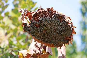 Sunflower in August. Detail. Sunflower seeds.