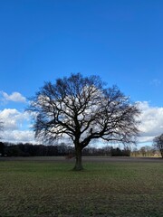 Singel tree and clouds - 720328730