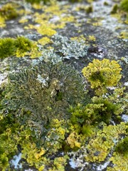 Moss and Lichen - 720328938