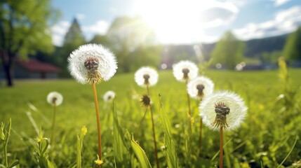 Dandelion Meadow. White dandelions illuminated by the evening sun, blurred background, Sunset or sunrise.