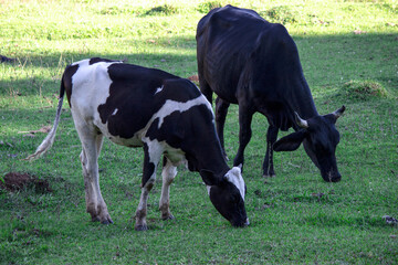 Cattle grazing in a green field