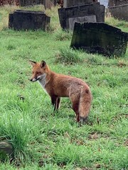 Fox in a grave yard