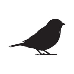 bird silhouettes white background. Vector illustration
