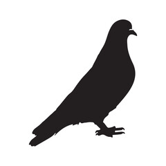 bird silhouettes white background. Vector illustration