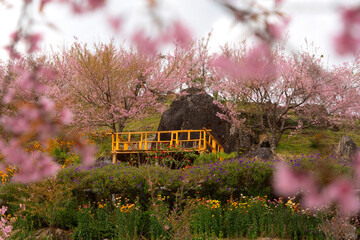 Sukura Cherry Blossom blooming at the Doi Inthanon national Park.