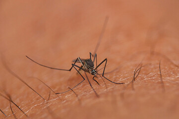 Mosquito sucking blood on human skin