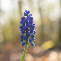 Blue grape flower with bokeh