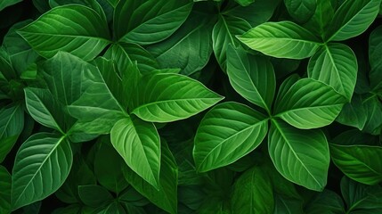 Top-down view closeup green leaves background, 