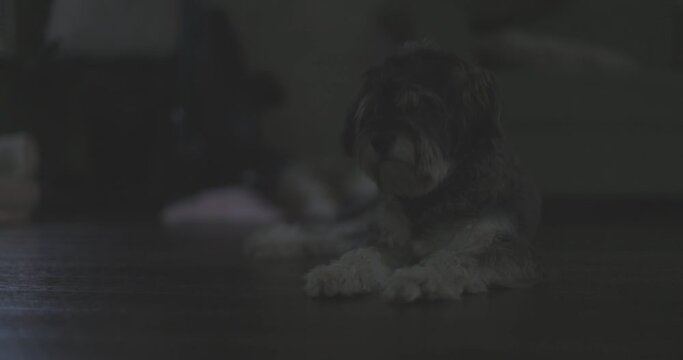 Ungraded 4k static footage of a black and brown dog laying on a hardwood floor on a dark, overcast morning in Washington State.