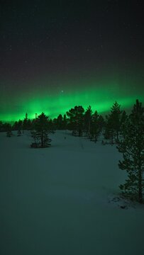 Beautiful vibrant aurora in the night sky above trees in a snow covered landscape in Bod&oslash;