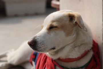 A white Pariha Street or stray dog wearing red hoodie jacket and siting or lying on the cement floor in winter, sleeping under sun