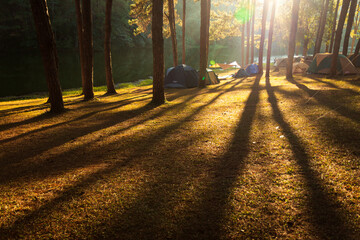 sun rays in the forest