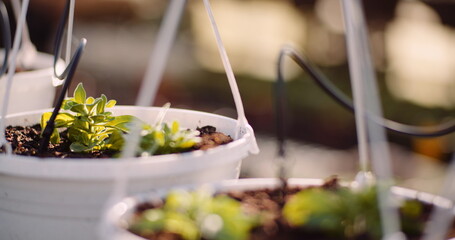 Agriculture - flower seedlings in greenhouse