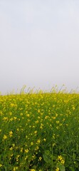 Yellow Wildflowers Blooming in Lush Green Field