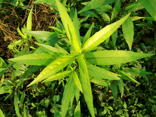 Fototapeta premium Medicinal Plant Justicia gendarussa has health benefits, Commonly known as Justicia or Gendarussa is a small branched shrub belonging to acanthaceae (Acanthus Family).