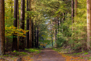 Autumn landscape, Natural gravel path in the forest, A pine is any conifer tree or shrub in the genus Pinus of the family Pinaceae, Pinus is the sole genus in the subfamily Pinoideae, Fall background.