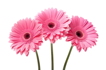 Gordijnen Trio of pink gerbera daisies, cut out © Yeti Studio