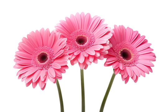 Trio of pink gerbera daisies, cut out