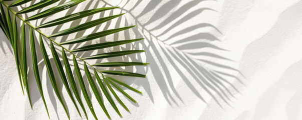 Palm leaf shadow on white wall background. Copy space for text