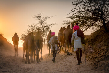 Camels on the way to Pushkar Mela at sunset, camel market, Pushkar, Rajasthan, India - obrazy, fototapety, plakaty