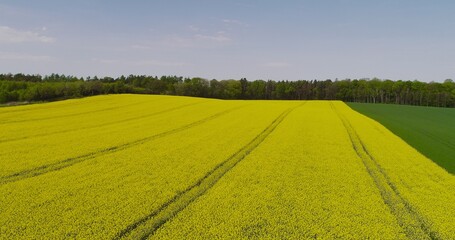 Obraz premium Scenic view of canola field against sky