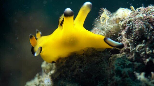 bright  yellow named: pikachu nudibranch sea slug underwater macro close-up different angles 