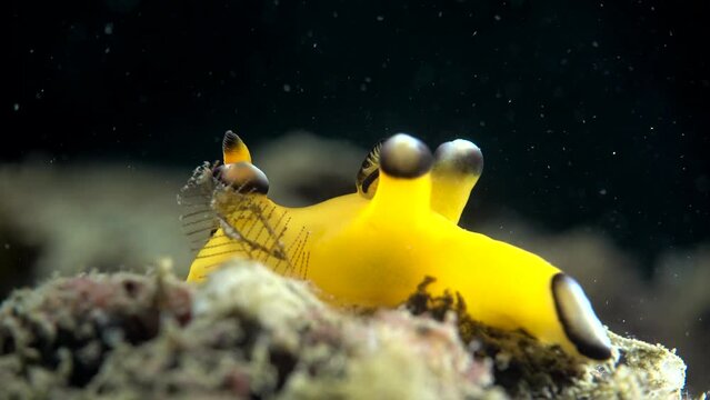 bright  yellow called: pikachu nudibranch sea slug underwater macro close-up different angles 