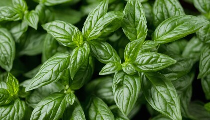 A close up of green leaves