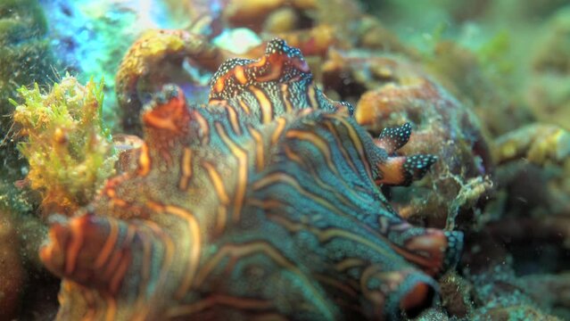 Black yellow spotted nudibranch flatworm crawling on rock on tropical coral reef rock