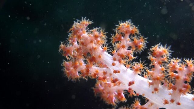 White red soft coral closeup black background