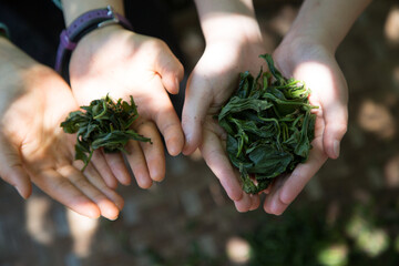 Tea leaf harvesting, tea plantation, and processing