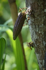 Cacao fruits (Theobroma cacao, cocoa, coklat). Its seeds, cocoa beans, are used to make chocolate liquor, cocoa solids, cocoa butter and chocolate). Cacao (Theobroma cacao) belongs to genus Theobroma.