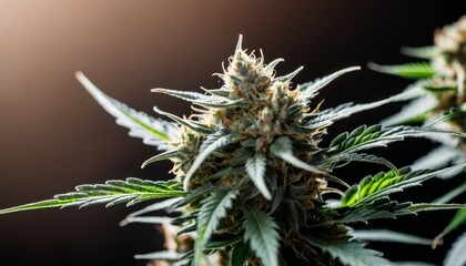 Naklejka na ściany i meble A close up of a marijuana plant