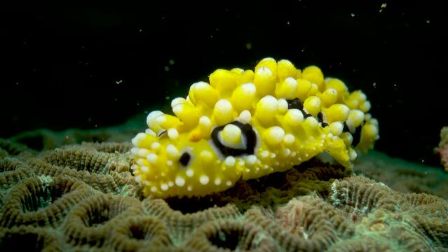 Phyllidia ocellata underwater yellow nobbed sea slug nudibranch stands alone on tropical ocean rock