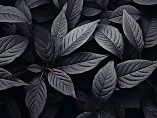 Beautiful Gray and Black Flowers on Dark Background, Textured Leaves, Colorful Graphics Banner with White and Black Leaves.