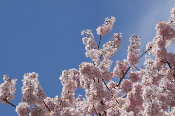 桜の花とコピースペース