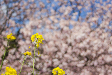 菜の花と桜