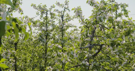 Blooming Branch Of Apple Tree