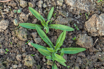 Young thistle plant on bare ground.