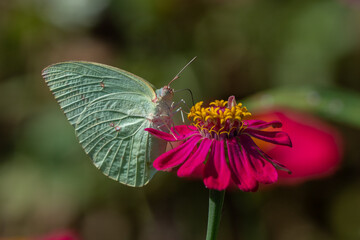 male common emigrant butterfly Catopsilia pomona sucking nectar from magenta zinnia flower, natural bokeh background