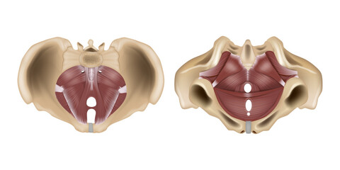 Anatomy of the pelvic floor or pelvic diaphragm. Muscles of the pelvic floor. Structure - obrazy, fototapety, plakaty