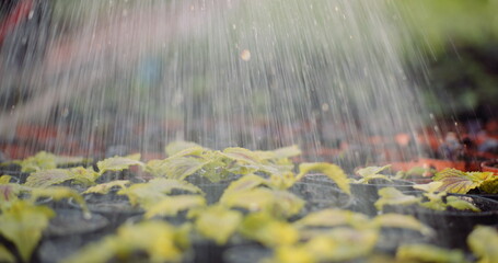 Female Gardener Watering Flowers Seedlings