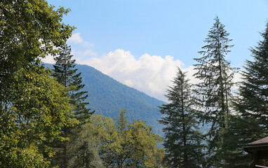 view of the mountains and the sky in a haze through the spruce trees in the foreground