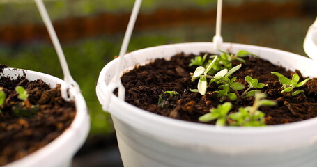 Potted Plants On Table In Greenhouse
