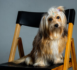 Dog´s portrait