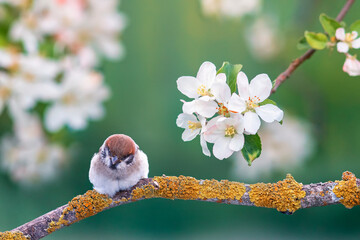 little sparrow chick sits on the flowering branches of an apple tree in a spring garden