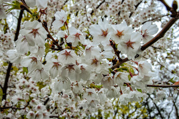 Close-up of a Sakura, Cherry Blossom - High Park, Toronto, Canada.