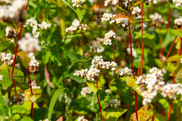 A bee pollinates buckwheat flowers.