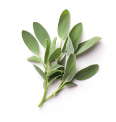 Sage herbal on white backgrounds
