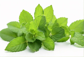 Lemon balm on white background